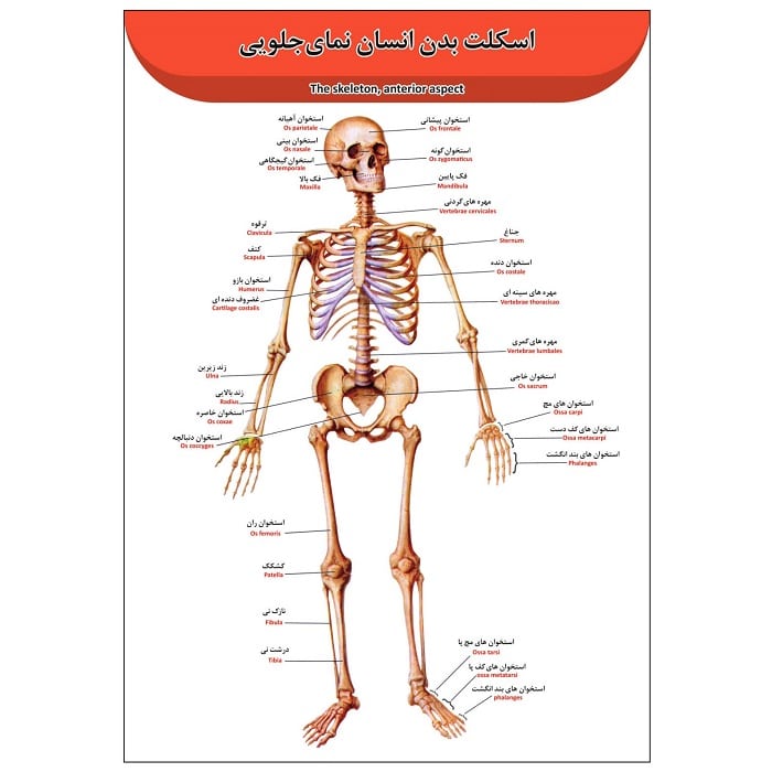 پوستر آموزشی آناتومی اسکلت بدن انسان A3