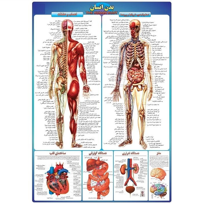 پوستر آموزشی آناتومی کامل بدن انسان و اندام‌ها A3
