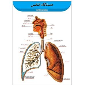پوستر آموزشی دستگاه تنفس