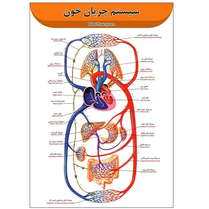 پوستر آموزشی سیستم جریان خون A3