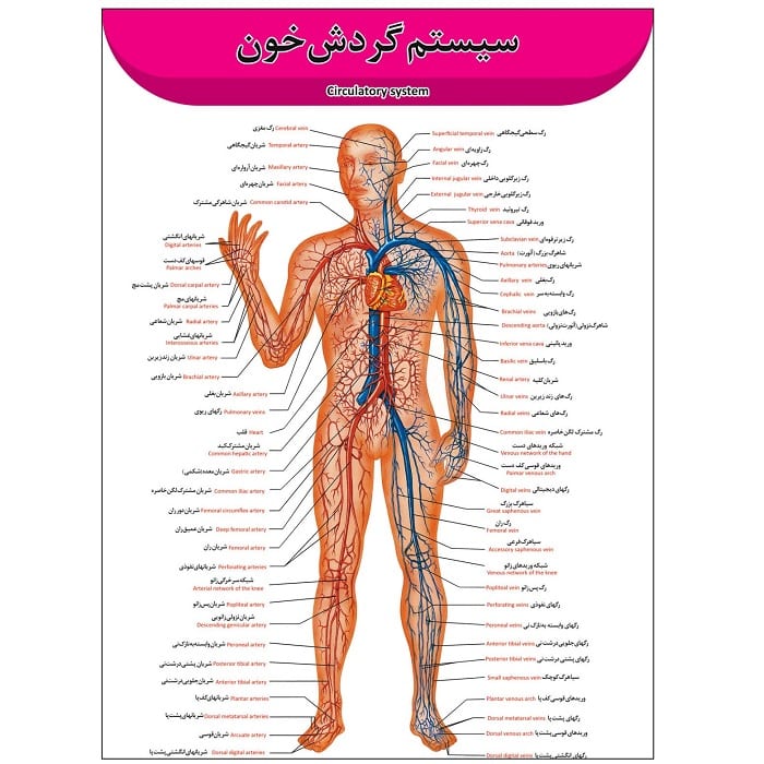 پوستر آموزشی آناتومی رگها و گردش خون A3