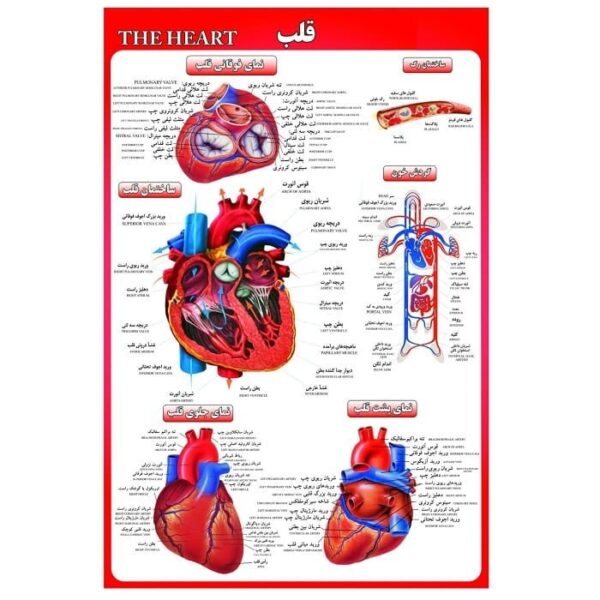 آموزشی قلب 2