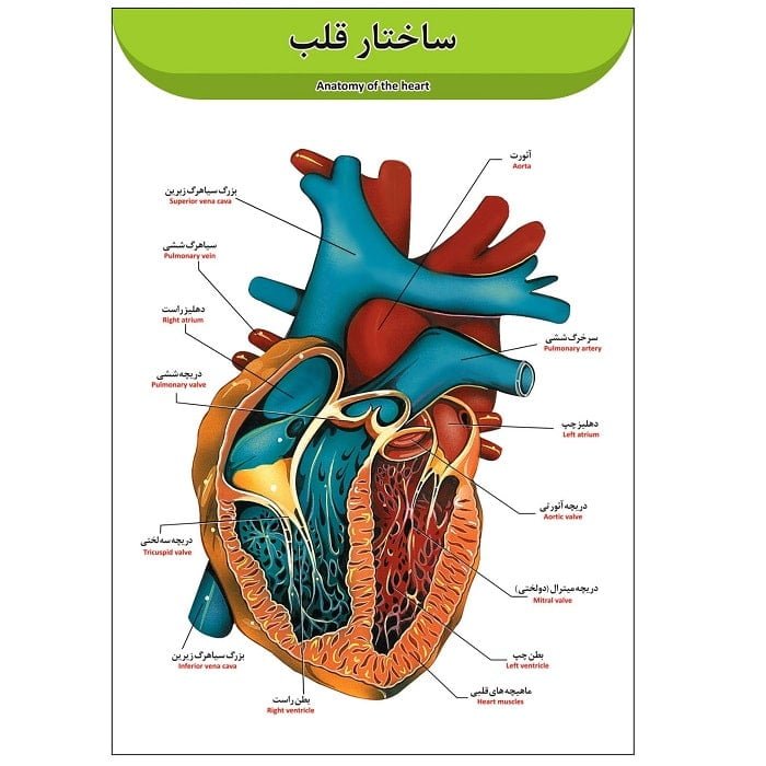 پوستر آموزشی ساختار قلب A3