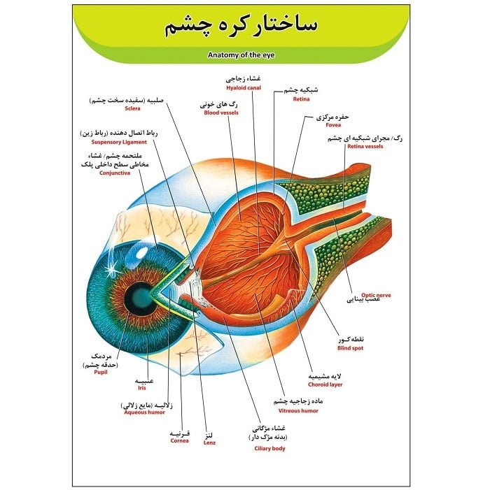 پوستر آموزشی آناتومی چشم A3