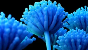 رشته قارچ شاسی پزشکی
